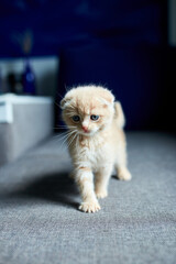 Cute red haired kitten on grey sofa in the room.