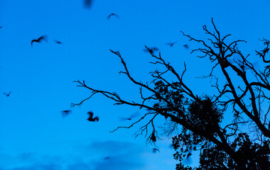 Straw-coloured fruit bat (Eidolon helvum), Bat migration, Kasanka National Park, Serenje, Zambia, Africa