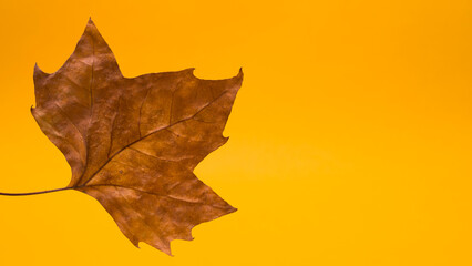green leaf on yellow background