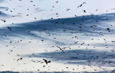 Straw-coloured fruit bat (Eidolon helvum), Bat migration, Kasanka National Park, Serenje, Zambia, Africa