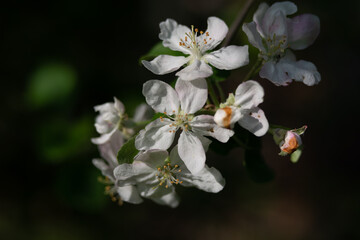 Apple tree blossom