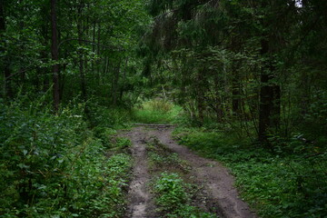 path in the forest