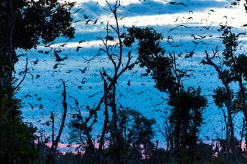Straw-coloured fruit bat (Eidolon helvum), Bat migration, Kasanka National Park, Serenje, Zambia, Africa