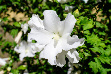 Obraz na płótnie Canvas One white flower of hibiscus syriacus plant, commonly known as Korean rose, rose of Sharon, Syrian ketmia, shrub althea or rose mallow, in a garden in a sunny summer day .