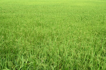 rice plants yield in the green paddy field of Thailand