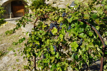 Fototapeta na wymiar Bunches of black grapes