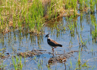 A young lapwing (Vanellus vanellus) walks through the swamp on a Sunny autumn morning. Khanty-Mansiysk. Western Siberia. Russia.