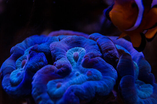 mouth of lether coral in aquarium