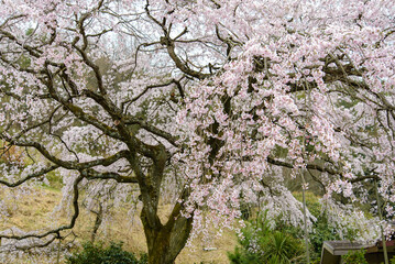 香川県は朝日山公園の満開の桜を近くで