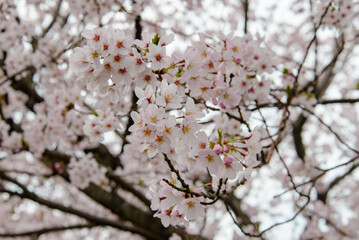 香川県は朝日山公園の満開の桜をアップで