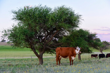 Cattle in Argentine countryside,La Pampa Province, Argentina.