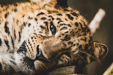 schlafender Leopard I