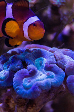mouth of lether coral in aquarium