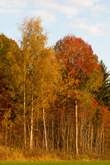 Fototapeta premium Autumn foliage during sunset