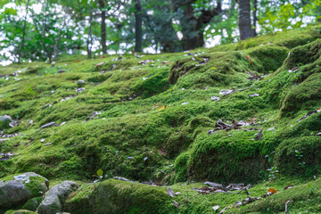 Fototapeta premium Kanazawa Kenrokuen garden in Japan