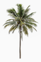 Fototapeta na wymiar Coconut tree isolated on a white background.