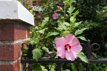Fototapeta na wymiar Beautiful Pink Hibiscus Flower in a Home Garden with a Fence during Summer in Astoria Queens New York