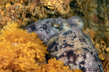 Pacific Red Octopus, Octopus rubescens nest