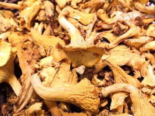 close-up of a girolle	