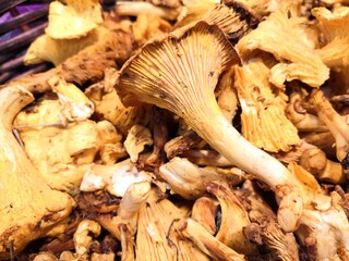 close-up of a girolle	