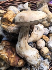Close up on a delicious mushroom	