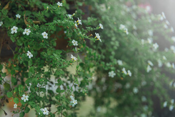 Texture of little white spring flowers of asterisk on a green grass background