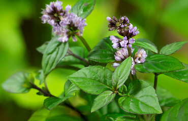 Orange Mint (Mentha aquatica (citrata) natural herb 