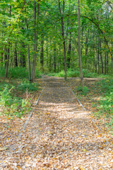 A path for pedestrians to walk in a modern green city park in the autumn daytime