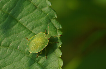 Green shield bug nymph on green leaf
