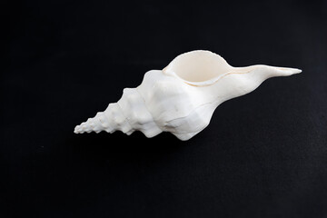 A white shell on black background.