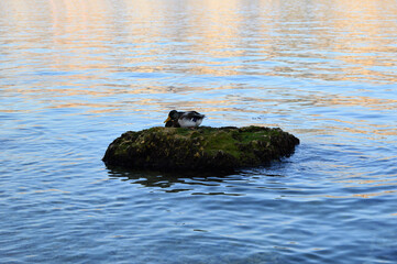 duck on the rocks