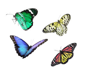 Amazing different butterflies flying on white background
