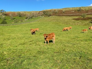 Cattle in a large meadow, with fells in the background near, Halton Gill, Skipton, UK