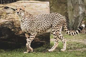 Gepard im Tierpark