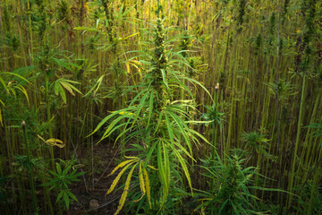 Cannabis plants on field. Industrial Hemp farm. Medical marijuana.