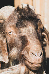 Fototapeta premium Wollschaf Cluse up