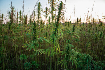 Cannabis plants on field. Industrial Hemp farm. Medical marijuana.
