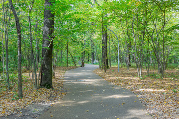 A path for pedestrians to walk in a modern green city park in the autumn daytime