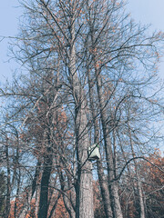 Birdhouse on the tree, fall time