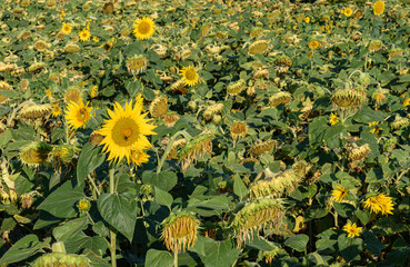 One sunflower facing up in a field of sunflowers