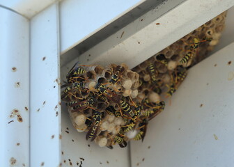 Wasps build their nest in window corner close up