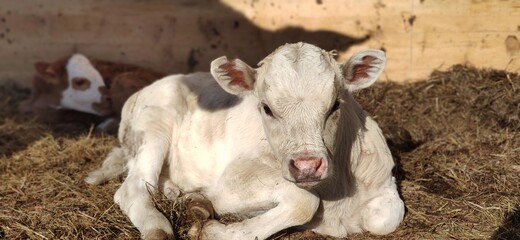 Obraz premium calf