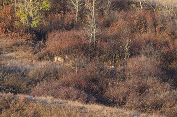 white tailed deer in the autumn woods