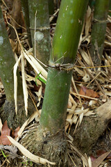 Obraz premium Bamboo tree with towering roots