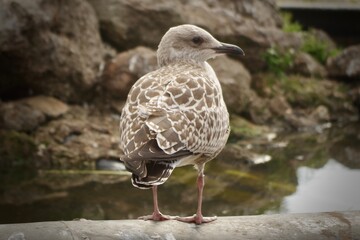seagull on a fountain