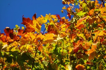 autumn leaves in the forest