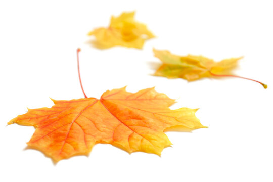 Autumn maple leaves isolated on white background. Yellow autumn maple leaf on a white background.