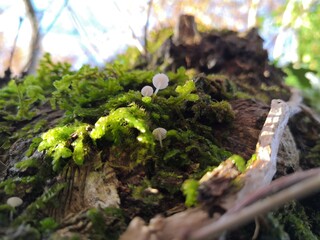 Close-up of small, frail mushrooms growing on the trunk of a tree