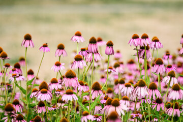 Vivid vivid pink delicate echinacea flowers in soft focus in a garden in a sunny summer day.