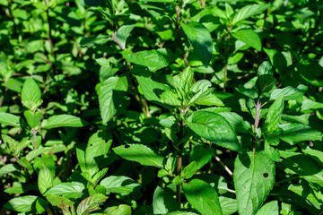 Fresh green peppermint or mentha × piperita, also known as Mentha balsamea leaves in direct sunlight, in an organic herbs garden, in a sunny summer day.